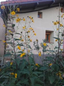 BerceoValvanera 30的一座花园,在一座建筑前种有黄色花卉