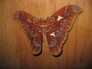 ChimirolLa Cima del Mundo的木桌上的棕色蝴蝶形物体