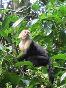ChimirolLa Cima del Mundo的坐在树顶上的猴子