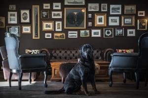 Búðir布迪尔酒店的一只黑色狗坐在带两把椅子的房间