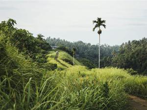乌布Sri Ratih Cottages, CHSE Certified的棕榈树在棕榈树的草山上