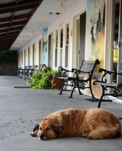 LeonLittle River Inn Motel的一条棕色的狗躺在长椅旁边的人行道上