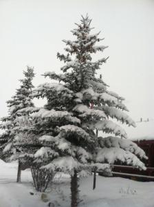 德里格斯特顿山谷小屋的两棵圣诞树,被雪覆盖在院子里