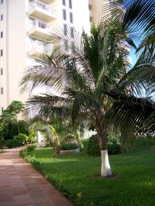 坎昆Salvia Cancun Aparts的一座建筑物旁草丛中的棕榈树