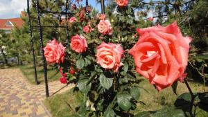 扎托卡Villa Sosnovy Bor的花园里的红玫瑰