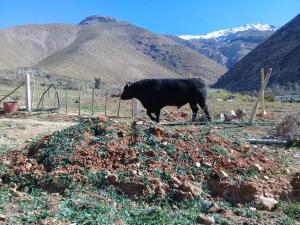 AlcoguazJardin de Estrellas的背靠山地的牛