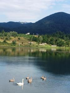 Mrzla VodicaKuća Pink的一群天鹅在湖中游泳