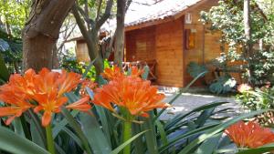 索伦托维拉焦佛得住宿酒店的一组橙色的花在小屋前