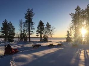 NorråkerMarjas stuga的一群狗在雪中拉雪橇