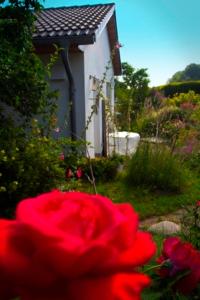 DwasiedenFerienhaus Doris的白色房子前面的红玫瑰