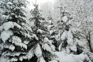 SerrastrettaAgriturismo E Turre的雪覆盖的一群树