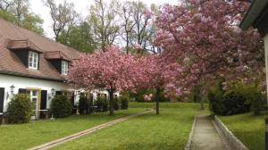 莫里茨堡楚而夫瓦尔德旅馆的房子前有粉红色花的树