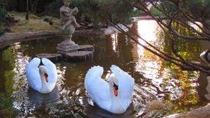 Rietvalleirand雉山住宿加早餐旅馆的三只白天鹅在一座有雕像的池塘里游泳
