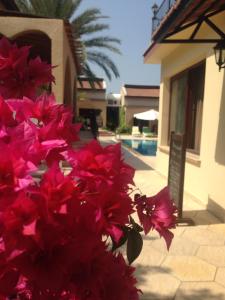 凯里尼亚五指度假简易别墅酒店的房子前面的一束红花