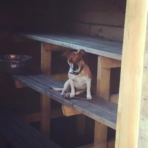 Kõveri科维瑞度假屋的一只棕色和白色的狗坐在木凳上