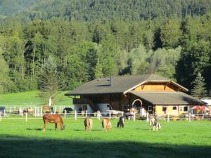 BrienzwilerEichhof Brienzwiler Berner Oberland的一群马在谷仓前的田野上放牧