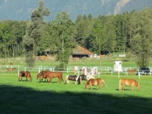 BrienzwilerEichhof Brienzwiler Berner Oberland的一群马在田野里放牧