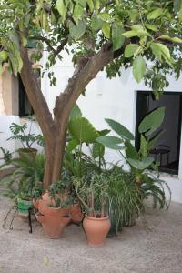 伊格拉德拉谢拉Las Jimenas的一组盆栽植物坐在树旁