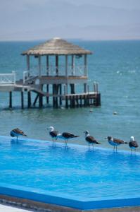 帕拉卡斯Apartamento Frente a Islas Ballestas的一群鸟站在游泳池边