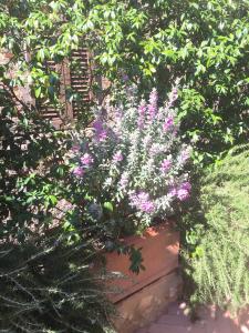 森普罗尼亚诺Le Antiche Mura的花园里的一盆大紫色花