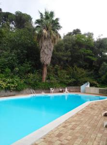 蒙希克阿尔贝加里亚拉格多宾馆的蓝色的游泳池,后面有棕榈树