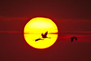 普鲁滕Ferienhaus Tura的两只鸟在太阳前飞