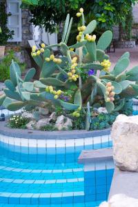 维克艾库塞维拉凯蒂度假村的游泳池旁的多汁植物
