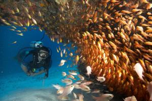 米查维Zawadi Hotel, Zanzibar的和一群鱼一起在海洋里潜水