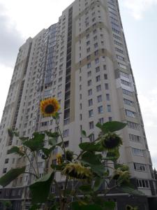 哈尔科夫Apartment on Yuvilejnyj avenue的一座高大的建筑,前面有向日葵