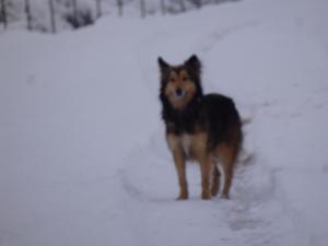 蒙特哈克弗雷斯诺旅馆的一只棕色和黑色的狗站在雪中
