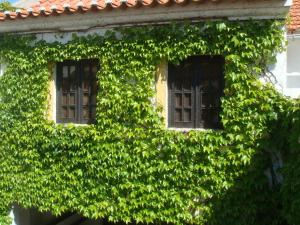 米尔芳提斯城Travelers by Rio NaturAL的两扇窗户,位于一座常春藤覆盖的建筑的一侧