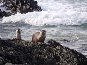 自然谷Kamma-Otter的两只北极熊坐在海洋附近的岩石上