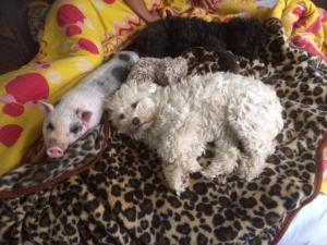 MátraszeleRigófészek Vendégház的两只小白狗躺在床上