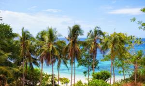 安达阿蒙依尼海滩度假和水疗酒店的一群棕榈树在海洋前