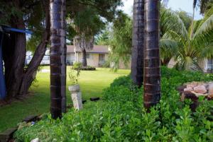 埃斯佩兰斯埃斯佩兰斯海滨度假酒店的一座花园,两棵棕榈树和一座房子