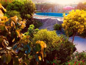 Ribeira GrandeCasa Santa Barbara Deluxe的一个带游泳池和一些植物的花园