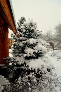 苏兹达尔苏兹达尔生态酒店的房子前的雪覆盖的圣诞树