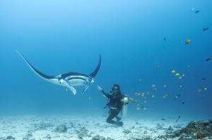 纳闽巴霍蓝马林潜水科莫多民宿的和鲸鲨一起站在海洋里的人