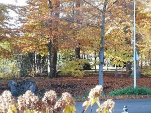 莱森Anna's B&B Rijssen的秋天有树木和鲜花的公园