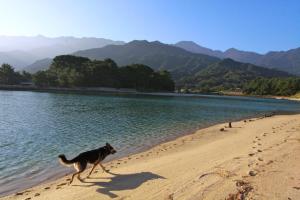 屋久岛苏斯豪达玛旅馆的相册照片