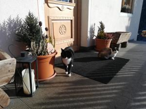 瓦尔道拉Bigraberhof的两只猫在走廊里走动,里面种有盆栽植物