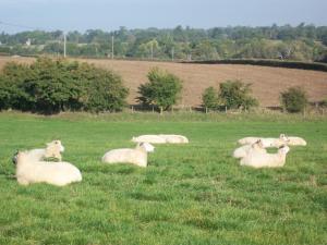 科舍姆The Forge的放牧在草地上的羊群