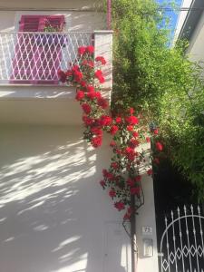 葛伦坦马勒A Casa di LoLu的房子边的一束红花
