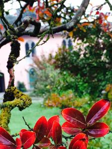 卢卡卡萨莱迪罗西住宿加早餐旅馆的树上红花的近距离
