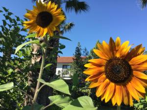 达利安Dalyan Garden Pension的花园内有两把向日葵,后方有一座房子