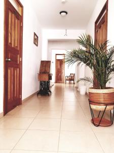 基多文化遗址旅舍的走廊上摆放着钢琴和盆栽植物