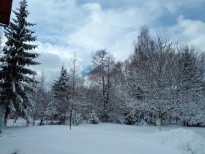 布朗Pensiunea Alpin的一群被雪覆盖在田野上的树木