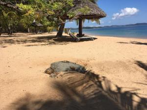 MadirokelyEden Lodge的躺在沙滩上的死动物