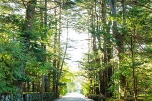 轻井泽轻井泽优雅酒店的一条穿过森林的树木的道路