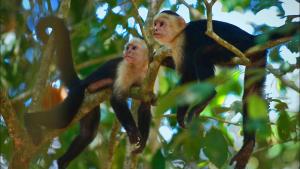 MatapaloJardín de los Monos的两个猴子坐在树枝上